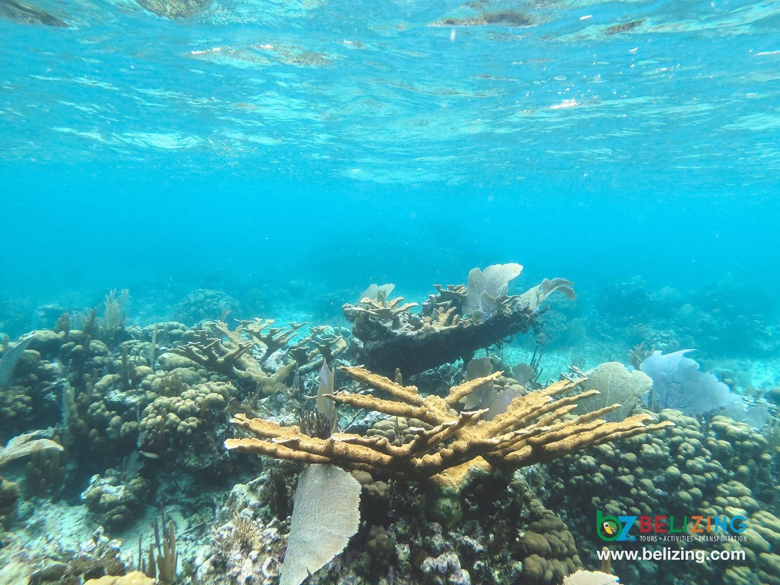 Canyons, swim-throughs and spur-and-groove reef formations