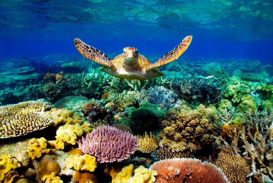 Hawksbill sea turtles navigating coral ridges