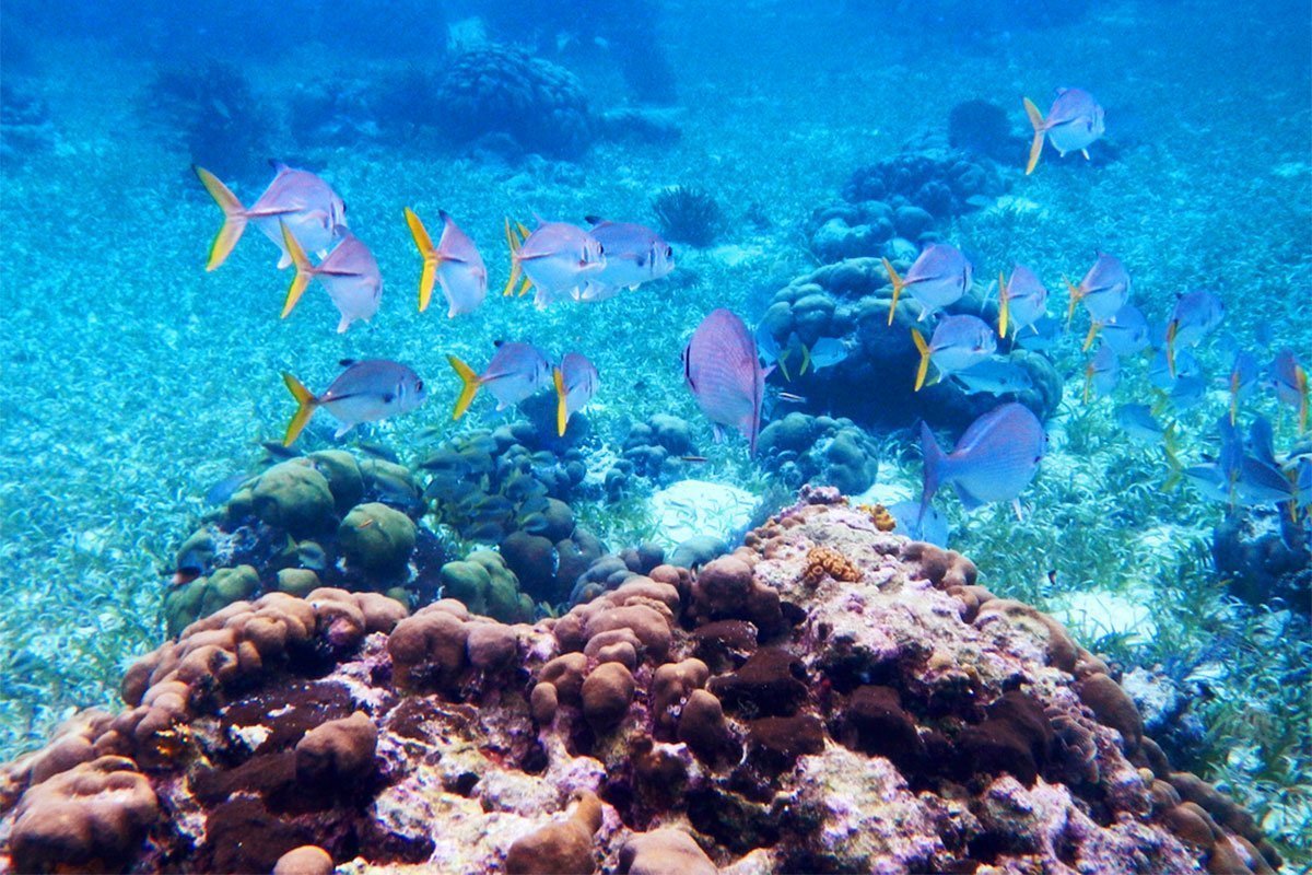 Discover Scuba