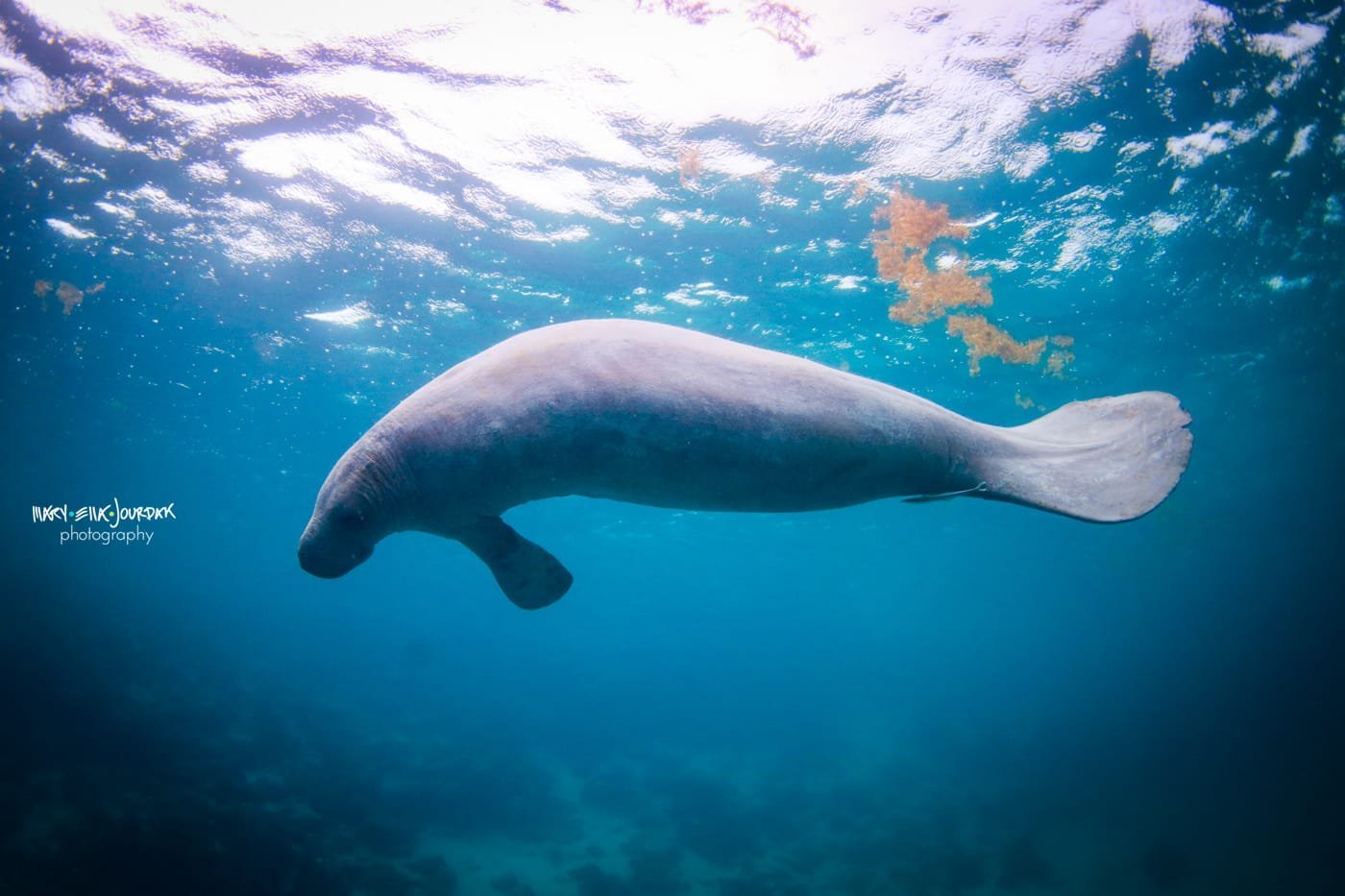 Protected manatee habitats in the Caribbean flats