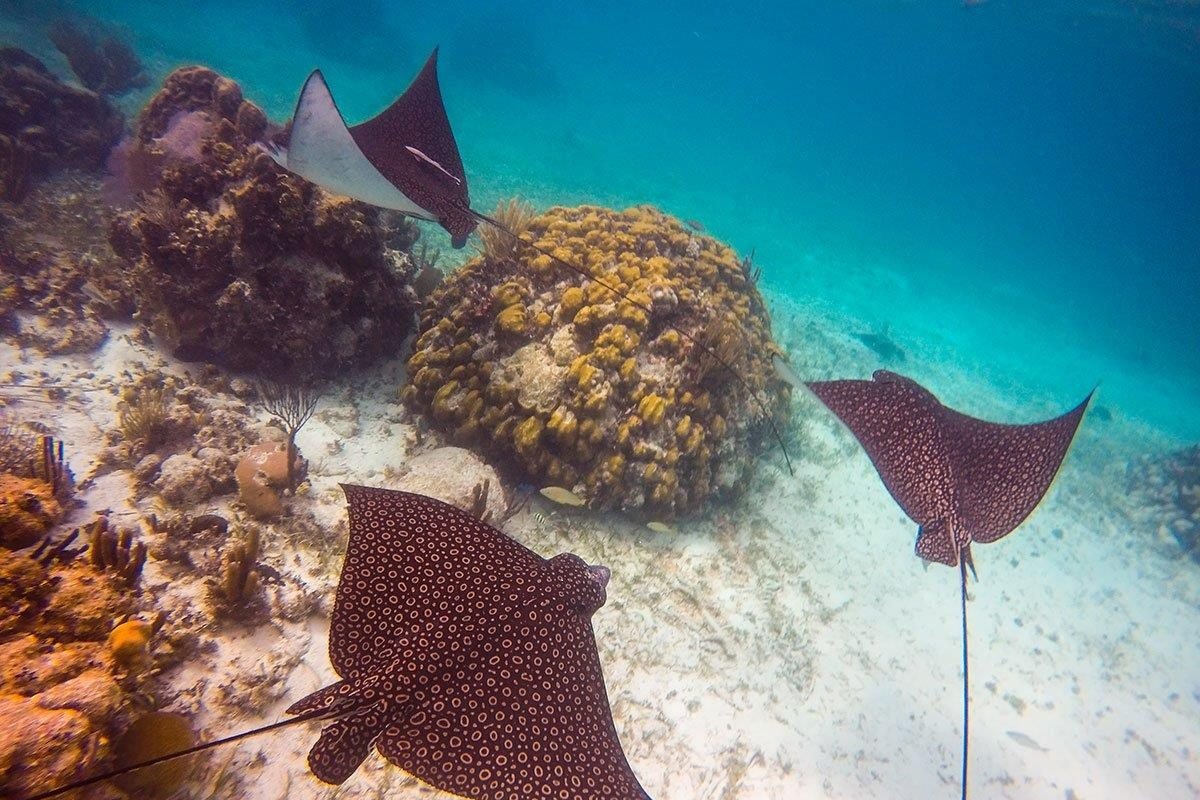 Perfect visibility and serene snorkeling gardens