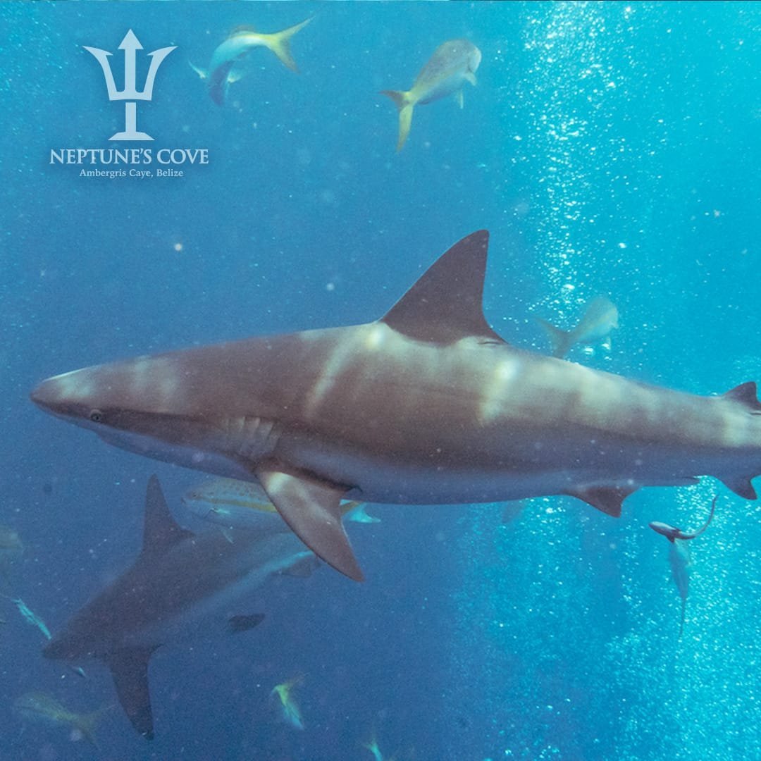 Encounters with nurse sharks along the outer reef wall