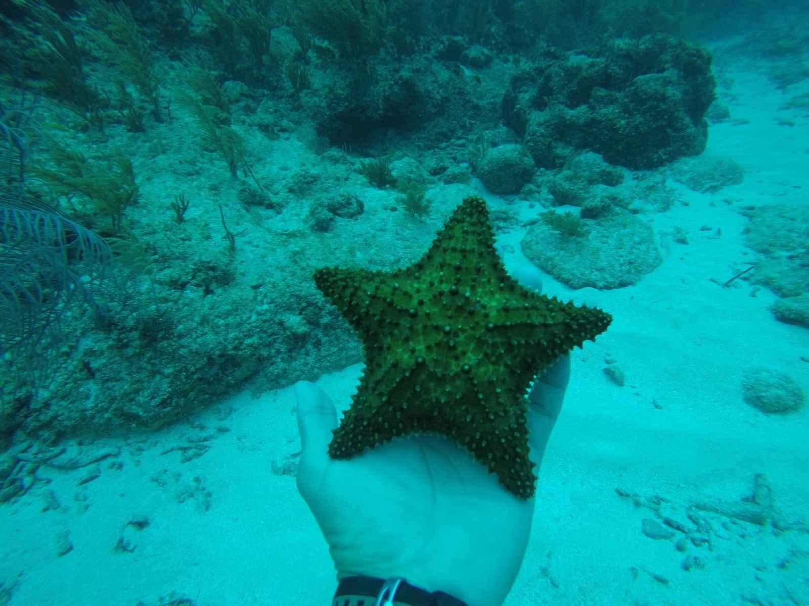 Starfish & crystal clear shallow reef flats