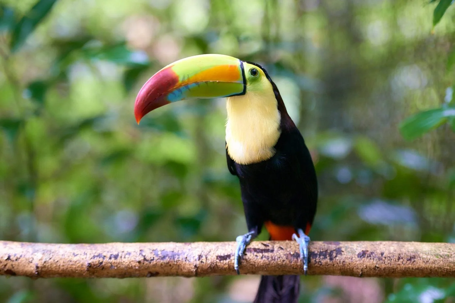 Cave Tubing & Belize Zoo