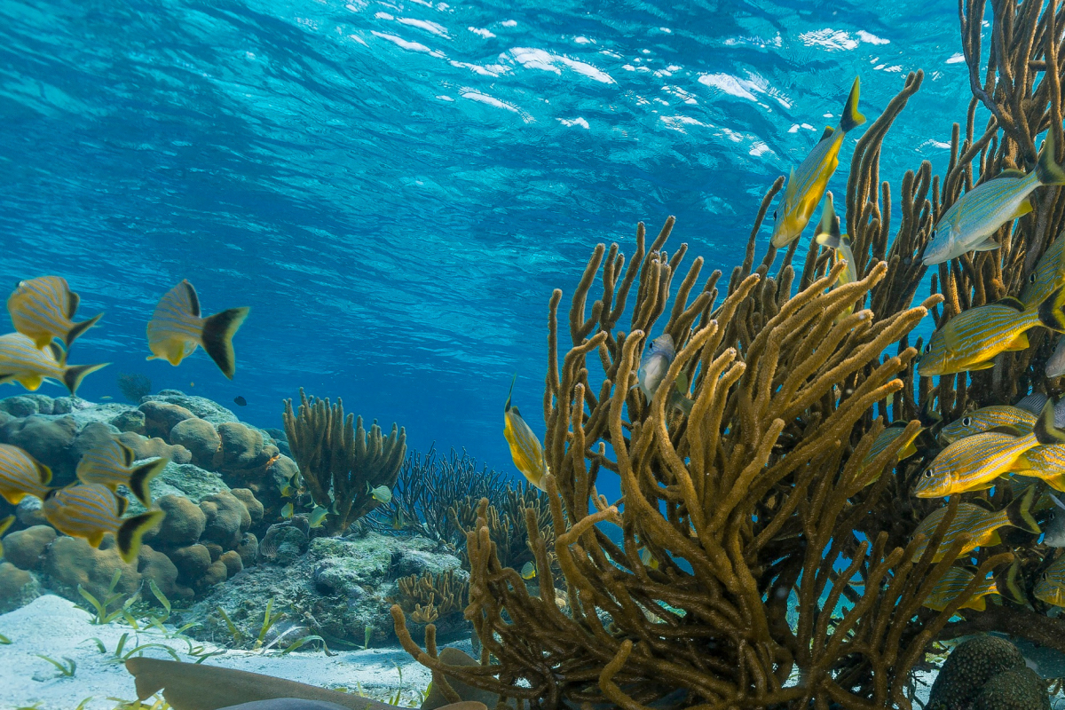 Coral Gardens