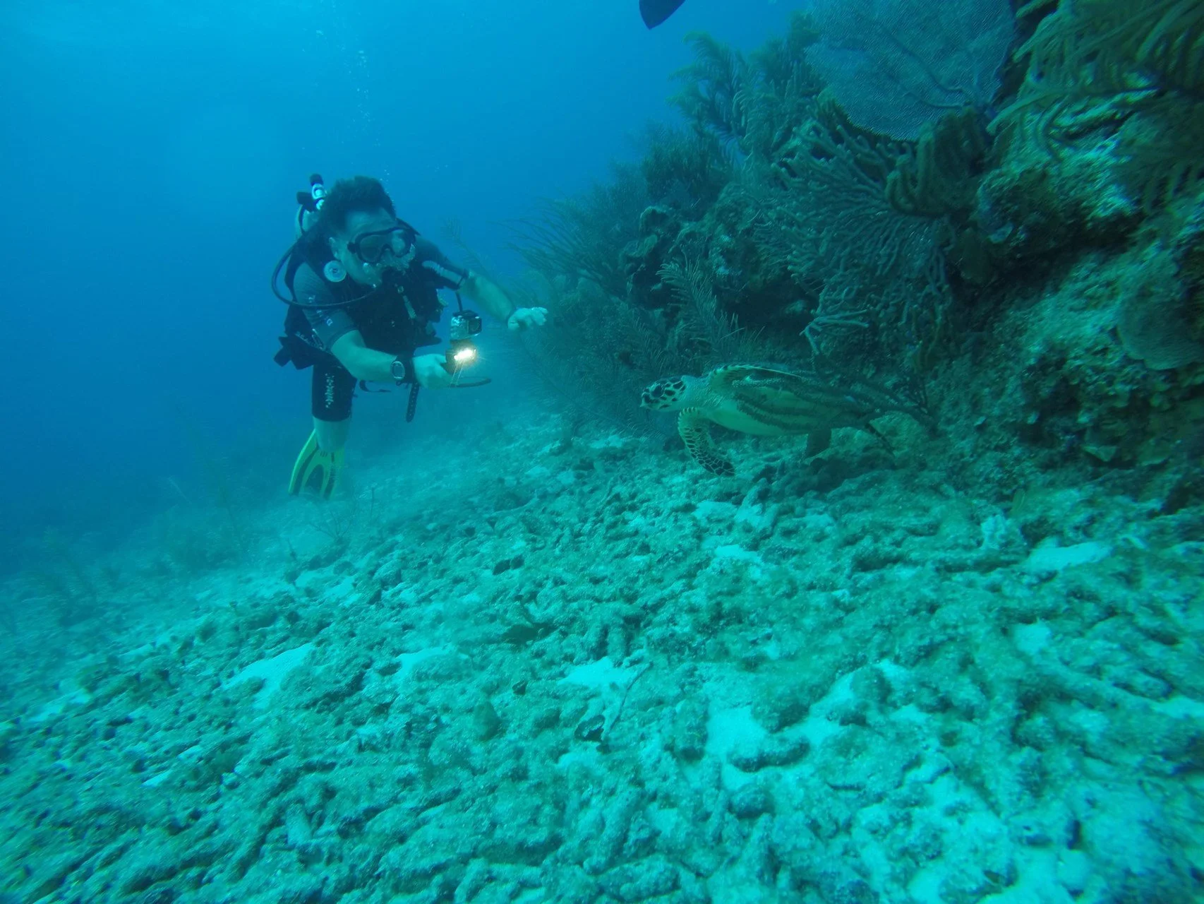 Diving