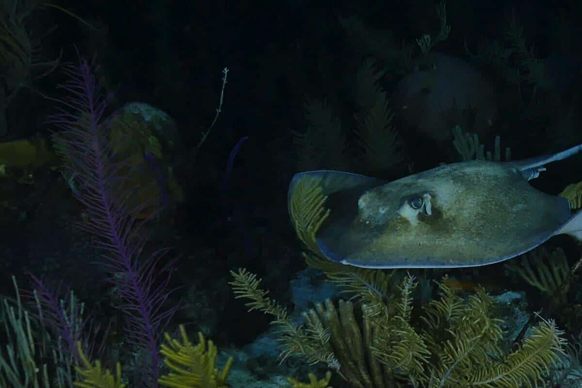 Night Snorkel